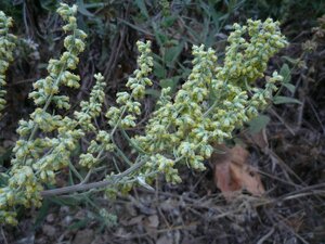 Artemisia douglasiana flower